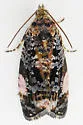 Argyroploce externa - Hodges#2831.1