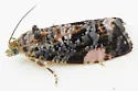 Argyroploce externa - Hodges#2831.1 - photo 2