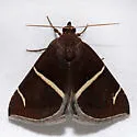 Short-lined Chocolate - Hodges#8764
