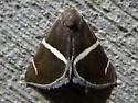 Short-lined Chocolate - Hodges#8764 - photo 3