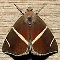 Short-lined Chocolate - Hodges#8764 - photo 4