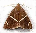 Short-lined Chocolate - Hodges#8764 - photo 5