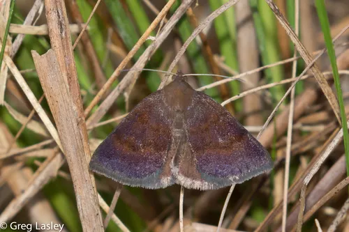 Argyrostrotis deleta - Hodges#8763 - Argyrostrotis deleta