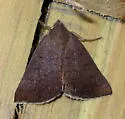 Erasa Chocolate - Hodges#8761 - photo 2