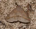 Yellow-lined Chocolate - Hodges#8759 - photo 2