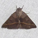Yellow-lined Chocolate - Hodges#8759 - photo 3
