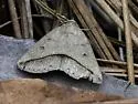 Yellow-lined Chocolate - Hodges#8759 - photo 4