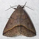 Yellow-lined Chocolate - Hodges#8759 - photo 5