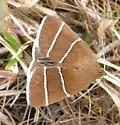 Four-Lined Chocolate Moth - Hodges#8762