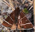 Four-Lined Chocolate Moth - Hodges#8762 - photo 2