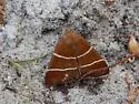 Four-Lined Chocolate Moth - Hodges#8762 - photo 3