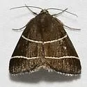 Four-Lined Chocolate Moth - Hodges#8762 - photo 4
