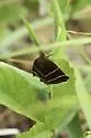 Four-Lined Chocolate Moth - Hodges#8762 - photo 5