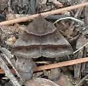 Woodland Chocolate Moth - Hodges#8760