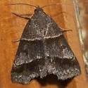 Woodland Chocolate Moth - Hodges#8760 - photo 2