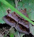 Woodland Chocolate Moth - Hodges#8760 - photo 3