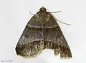 Woodland Chocolate Moth - Hodges#8760 - photo 4