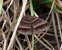 Woodland Chocolate Moth - Hodges#8760 - photo 5