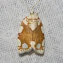 White-spotted Leafroller - Hodges#3624