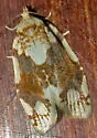 White-spotted Leafroller - Hodges#3624 - photo 2