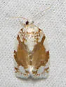 White-spotted Leafroller - Hodges#3624 - photo 4