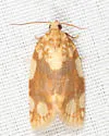 White-spotted Leafroller - Hodges#3624 - photo 5