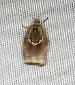 Pondapple Leafroller Moth - Hodges#3606 - photo 3