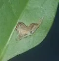 Pondapple Leafroller Moth - Hodges#3606 - photo 4