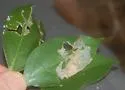 Pondapple Leafroller Moth - Hodges#3606 - photo 5