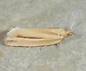 Argyrotaenia coconinana - Hodges#3629.1