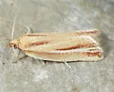 Argyrotaenia coconinana - Hodges#3629.1 - photo 4