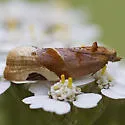 Argyrotaenia coloradana - Hodges#3608