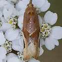Argyrotaenia coloradana - Hodges#3608 - photo 2