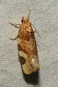 Argyrotaenia coloradana - Hodges#3608 - photo 3