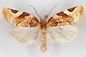 Argyrotaenia coloradana - Hodges#3608 - photo 4