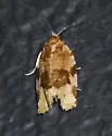 Argyrotaenia coloradana - Hodges#3608 - photo 5