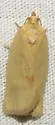 Argyrotaenia dorsalana - Hodges#3618