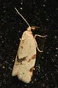 Argyrotaenia dorsalana - Hodges#3618 - photo 4