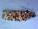 Argyrotaenia floridana - Hodges#3599 - photo 2