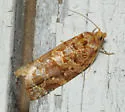 Argyrotaenia floridana - Hodges#3599 - photo 4