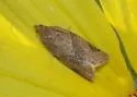Orange Tortrix - Hodges#3612 - Argyrotaenia franciscana
