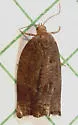 Orange Tortrix - Hodges#3612 - photo 2