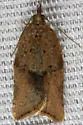 Orange Tortrix - Hodges#3612 - photo 3
