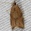 Orange Tortrix - Hodges#3612 - photo 4