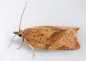 Orange Tortrix - Hodges#3612 - photo 5