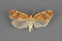 Argyrotaenia graceana - Hodges#3629