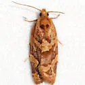Argyrotaenia hodgesi - Hodges#3598.1