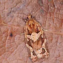 Argyrotaenia hodgesi - Hodges#3598.1 - photo 2