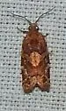 Argyrotaenia hodgesi - Hodges#3598.1 - photo 3