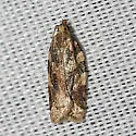 Ivana leafroller moth - Hodges#3627 - Argyrotaenia ivana